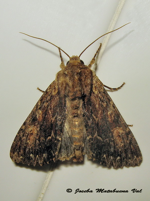 Apamea syriaca - Noctuidae? S